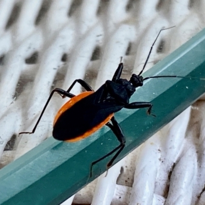 Reduviidae (family) (An assassin bug) at Burradoo - 10 Dec 2023 by GlossyGal