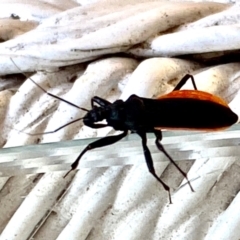 Reduviidae (family) at Wingecarribee Local Government Area - suppressed