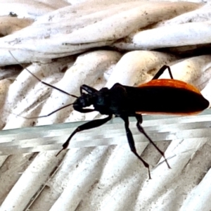 Reduviidae (family) at Wingecarribee Local Government Area - 10 Dec 2023