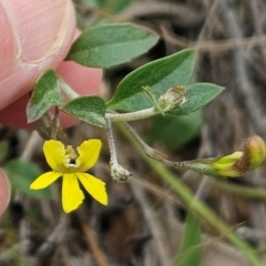 Goodenia hederacea subsp. hederacea (Ivy Goodenia, Forest Goodenia) at Belconnen, ACT - 9 Dec 2023 by sangio7