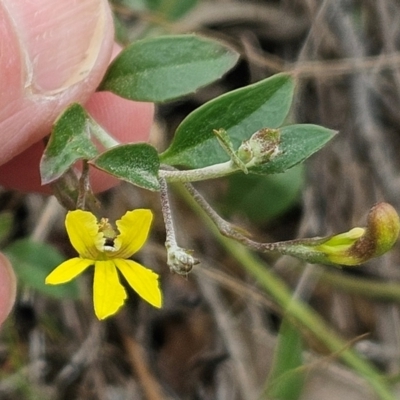 Goodenia hederacea subsp. hederacea (Ivy Goodenia, Forest Goodenia) at The Pinnacle - 9 Dec 2023 by sangio7