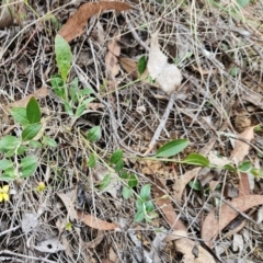 Goodenia hederacea subsp. hederacea at The Pinnacle - 10 Dec 2023