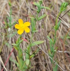 Hypericum gramineum (Small St Johns Wort) at Belconnen, ACT - 9 Dec 2023 by sangio7