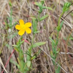 Hypericum gramineum (Small St Johns Wort) at The Pinnacle - 9 Dec 2023 by sangio7