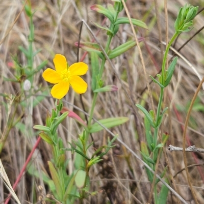 Hypericum gramineum (Small St Johns Wort) at The Pinnacle - 9 Dec 2023 by sangio7