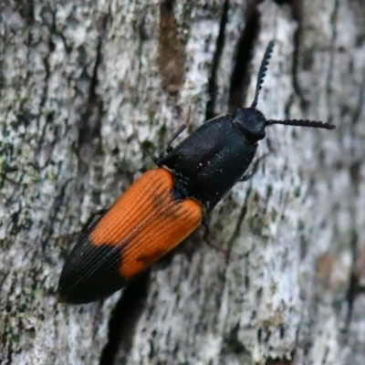 Anilicus xanthomus (A click beetle) at Higgins Woodland - 6 Dec 2023 by Untidy