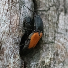 Anilicus xanthomus at Higgins Woodland - 6 Dec 2023 06:39 PM
