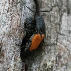 Anilicus xanthomus at Higgins Woodland - 6 Dec 2023 06:39 PM