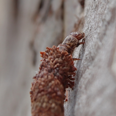 Bathromelas hyaloscopa (Buloke Bagworm) at Higgins Woodland - 7 Dec 2023 by Trevor