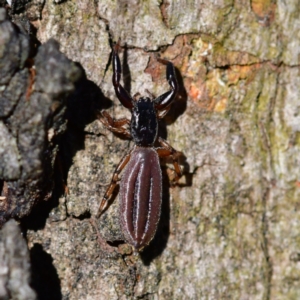 Holoplatys planissima at Higgins Woodland - 6 Dec 2023