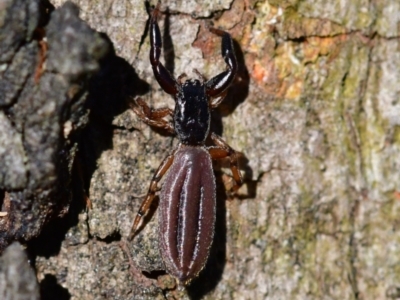 Holoplatys planissima (Common ultraflat jumping spider, Grooved jumping spider) at Higgins Woodland - 6 Dec 2023 by Untidy