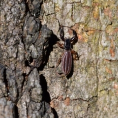 Holoplatys planissima at Higgins Woodland - 6 Dec 2023 05:34 PM