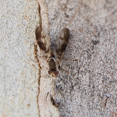 Tephritidae sp. (family) at Higgins Woodland - 8 Dec 2023 by MichaelWenke