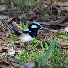 Malurus cyaneus (Superb Fairywren) at Higgins, ACT - 6 Dec 2023 by Untidy