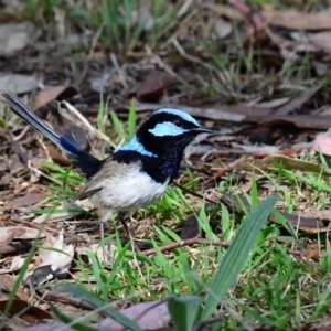 Malurus cyaneus at Higgins Woodland - 6 Dec 2023