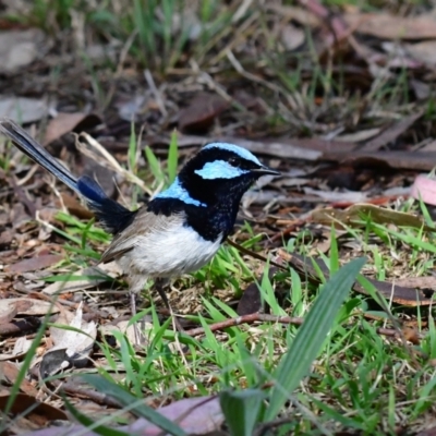 Malurus cyaneus (Superb Fairywren) at Higgins, ACT - 6 Dec 2023 by Untidy