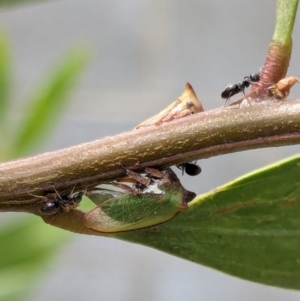 Sextius virescens at Melba, ACT - 11 Dec 2023