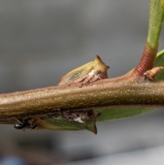 Sextius virescens at Melba, ACT - 11 Dec 2023