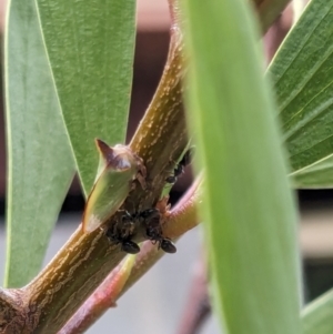 Sextius virescens at Melba, ACT - 11 Dec 2023