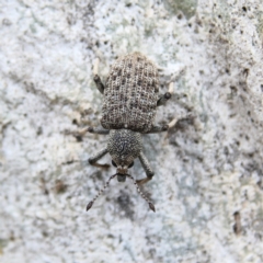 Rhinaria sp. (genus) (Unidentified Rhinaria weevil) at Higgins Woodland - 8 Dec 2023 by MichaelWenke