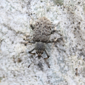 Rhinaria sp. (genus) at Higgins Woodland - 8 Dec 2023