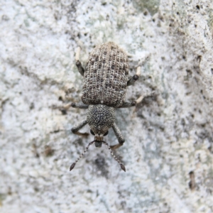 Unidentified Weevil (Curculionoidea) at suppressed by Trevor