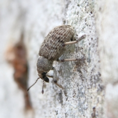 Rhinaria sp. (genus) at Higgins Woodland - 8 Dec 2023