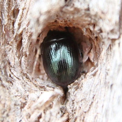 Paropsisterna irina (Irina leaf beetle) at Higgins Woodland - 8 Dec 2023 by Trevor