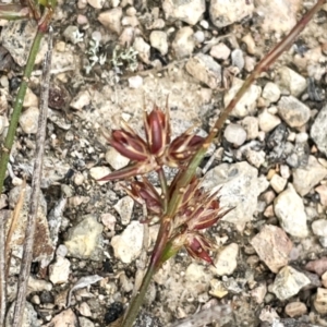 Juncus homalocaulis at QPRC LGA - 10 Dec 2023