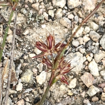 Juncus homalocaulis (A Rush) at QPRC LGA - 10 Dec 2023 by JaneR