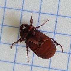 Unidentified Scarab beetle (Scarabaeidae) at Isaacs, ACT - 11 Dec 2023 by Mike