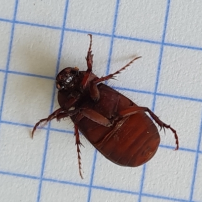 Unidentified Scarab beetle (Scarabaeidae) at Isaacs, ACT - 11 Dec 2023 by Mike