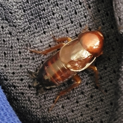 Paratemnopteryx couloniana (A native cockroach) at Sullivans Creek, Lyneham South - 10 Dec 2023 by trevorpreston