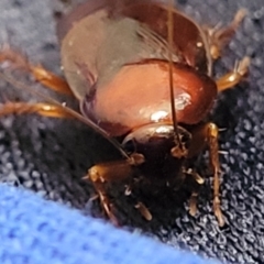 Paratemnopteryx couloniana at Sullivans Creek, Lyneham South - 11 Dec 2023