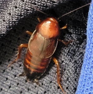 Paratemnopteryx couloniana at Sullivans Creek, Lyneham South - 11 Dec 2023