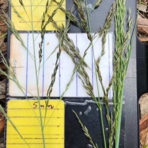 Eragrostis curvula at suppressed by Steve818