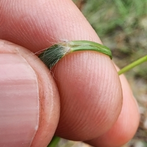 Eragrostis curvula at Lake Burley Griffin West - 11 Dec 2023 11:54 AM