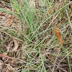 Eragrostis curvula at Lake Burley Griffin West - 11 Dec 2023