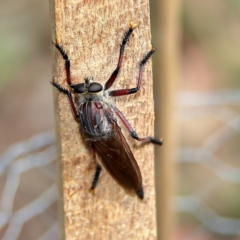 Unidentified Robber fly (Asilidae) at Higgins Woodland - 10 Dec 2023 by Trevor