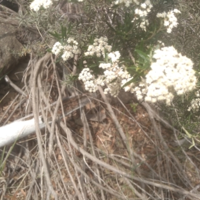 Ozothamnus conditus (Pepper Everlasting) at Cooma, NSW - 10 Dec 2023 by mahargiani