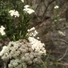 Ozothamnus conditus at Cooma North Ridge Reserve - 10 Dec 2023