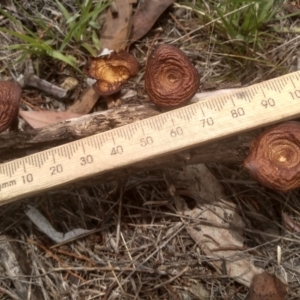 Polyporus arcularius at Cooma North Ridge Reserve by mahargiani