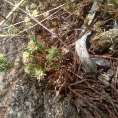 Scleranthus diander (Many-flowered Knawel) at Cooma, NSW - 10 Dec 2023 by mahargiani