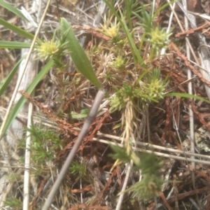 Scleranthus diander at Cooma North Ridge Reserve - 10 Dec 2023 02:05 PM