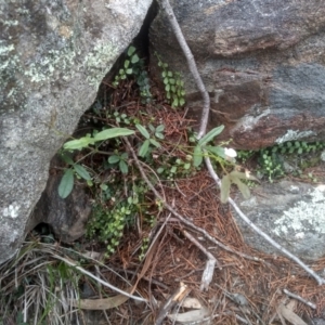 Grona varians at Cooma North Ridge Reserve - 10 Dec 2023