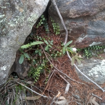 Grona varians (Slender Tick-Trefoil) at Cooma, NSW - 10 Dec 2023 by mahargiani