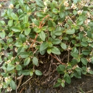 Alternanthera sp. A Flora of NSW (M. Gray 5187) J. Palmer at Cooma North Ridge Reserve - 10 Dec 2023 02:46 PM