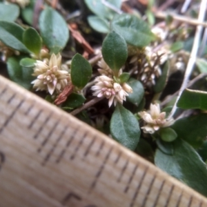 Alternanthera sp. A Flora of NSW (M. Gray 5187) J. Palmer at Cooma North Ridge Reserve - 10 Dec 2023 02:46 PM