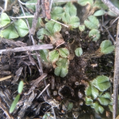 Riccia sp. at Cooma, NSW - 10 Dec 2023 by mahargiani