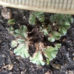 Riccia sp. (genus) at Cooma North Ridge Reserve - 10 Dec 2023